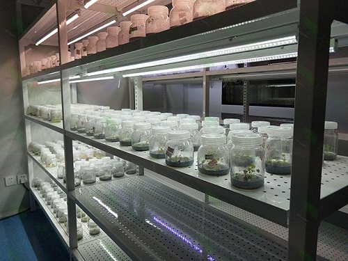 洪梅镇植物组织培养实验室设计建设方案